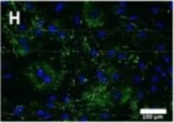 Invitrogen Donkey anti-Mouse IgG (H+L) Highly Cross-Adsorbed Secondary