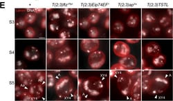 Invitrogen Goat anti-Mouse IgG (H+L) Cross-Adsorbed Secondary Antibody,
