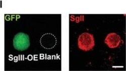 Invitrogen Goat anti-Rabbit IgG (H+L) Highly Cross-Adsorbed Secondary Antibody,