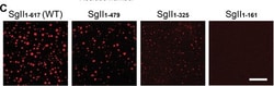 Invitrogen Goat anti-Rabbit IgG (H+L) Highly Cross-Adsorbed Secondary Antibody,