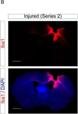 Invitrogen Goat anti-Guinea Pig IgG (H+L) Highly Cross-Adsorbed Secondary