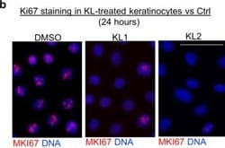 Invitrogen Goat anti-Mouse IgG (H+L) Cross-Adsorbed Secondary Antibody,