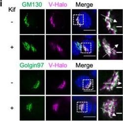 Invitrogen Donkey anti-Mouse IgG (H+L) Highly Cross-Adsorbed Secondary