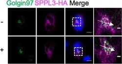 Invitrogen Donkey anti-Rabbit IgG (H+L) Highly Cross-Adsorbed Secondary