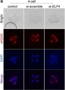 Invitrogen Goat anti-Rabbit IgG (H+L) Highly Cross-Adsorbed Secondary Antibody,