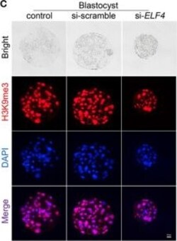 Invitrogen Goat anti-Rabbit IgG (H+L) Highly Cross-Adsorbed Secondary Antibody,