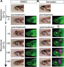 Invitrogen Goat anti-Mouse IgG (H+L) Cross-Adsorbed Secondary Antibody,