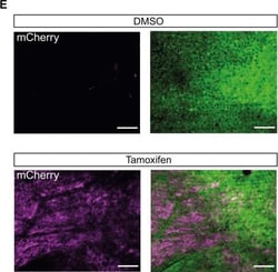 Invitrogen Goat anti-Mouse IgG (H+L) Cross-Adsorbed Secondary Antibody,