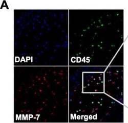 Invitrogen Goat anti-Rat IgG (H+L) Cross-Adsorbed Secondary Antibody, Alexa