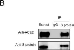 Invitrogen Donkey anti-Goat IgG (H+L) Secondary Antibody, HRP 1 mg; HRP:Antibodies,