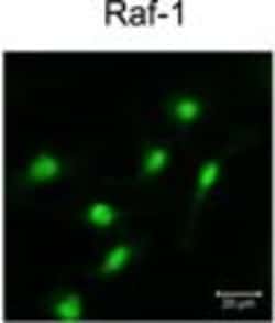 Invitrogen Goat anti-Mouse IgG (H+L) Cross-Adsorbed Secondary Antibody,