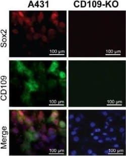 Invitrogen Goat anti-Mouse IgG (H+L) Highly Cross-Adsorbed Secondary Antibody,