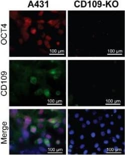 Invitrogen Goat anti-Mouse IgG (H+L) Highly Cross-Adsorbed Secondary Antibody,