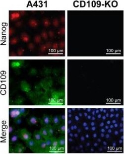 Invitrogen Goat anti-Mouse IgG (H+L) Highly Cross-Adsorbed Secondary Antibody,