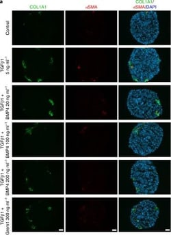 Invitrogen Goat anti-Mouse IgG (H+L) Cross-Adsorbed Secondary Antibody,