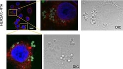 Invitrogen Goat anti-Mouse IgG (H+L) Highly Cross-Adsorbed Secondary Antibody,