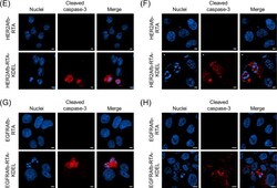Invitrogen Goat anti-Rabbit IgG (H+L) Cross-Adsorbed ReadyProbes Secondary