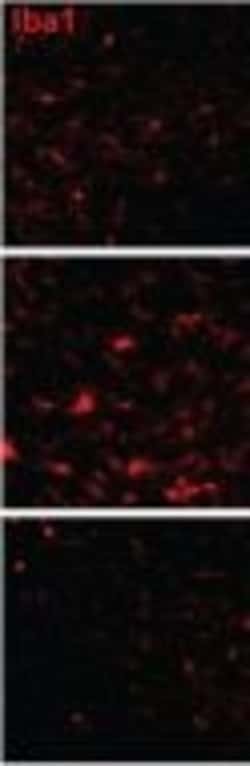 Invitrogen Donkey anti-Goat IgG (H+L) Highly Cross-Adsorbed Secondary Antibody,