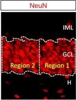 Invitrogen Donkey anti-Mouse IgG (H+L) Highly Cross-Adsorbed Secondary