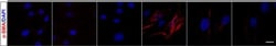 Invitrogen Goat anti-Mouse IgG (H+L) Highly Cross-Adsorbed Secondary Antibody,