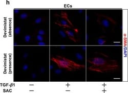 Invitrogen Goat anti-Mouse IgG (H+L) Highly Cross-Adsorbed Secondary Antibody,