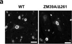 Invitrogen Goat anti-Rabbit IgG (H+L) Highly Cross-Adsorbed Secondary Antibody,