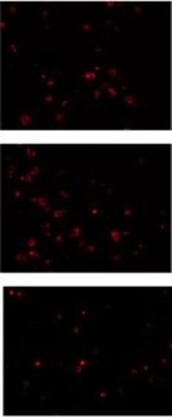 Invitrogen Goat anti-Mouse IgG (H+L) Cross-Adsorbed Secondary Antibody,