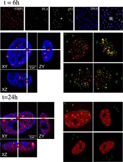 Invitrogen&trade;&nbsp;F(ab')2-Goat anti-Mouse IgG (H+L) Cross-Adsorbed Secondary Antibody, Pacific Orange&trade;