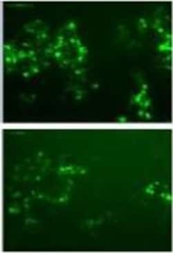 Invitrogen Goat anti-Rabbit IgG (H+L) Highly Cross-Adsorbed Secondary Antibody,