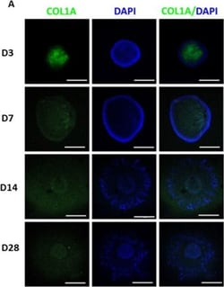 Invitrogen Donkey anti-Mouse IgG (H+L) Highly Cross-Adsorbed Secondary