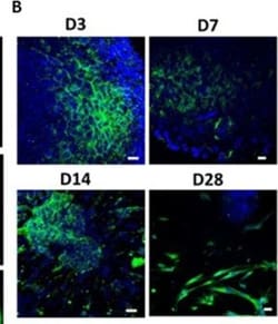 Invitrogen Donkey anti-Mouse IgG (H+L) Highly Cross-Adsorbed Secondary