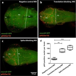 Invitrogen&trade;&nbsp;Rabbit anti-Goat IgG (H+L) Cross-Adsorbed Secondary Antibody, Alexa Fluor&trade; 555