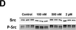 Invitrogen Donkey anti-Rabbit IgG (H+L) Highly Cross-Adsorbed Secondary