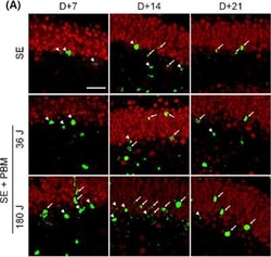 Invitrogen Goat anti-Mouse IgG (H+L) Cross-Adsorbed Secondary Antibody,