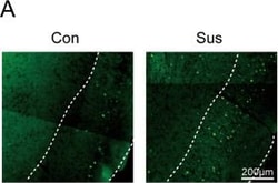 Invitrogen Donkey anti-Rabbit IgG (H+L) Highly Cross-Adsorbed Secondary