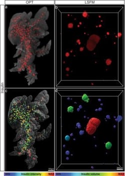 Invitrogen Goat anti-Guinea Pig IgG (H+L) Highly Cross-Adsorbed Secondary