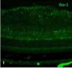 Invitrogen Donkey anti-Rabbit IgG (H+L) Highly Cross-Adsorbed Secondary