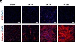 Invitrogen Goat anti-Rabbit IgG (H+L) Highly Cross-Adsorbed Secondary Antibody,