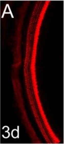 Invitrogen Donkey anti-Rabbit IgG (H+L) Highly Cross-Adsorbed Secondary