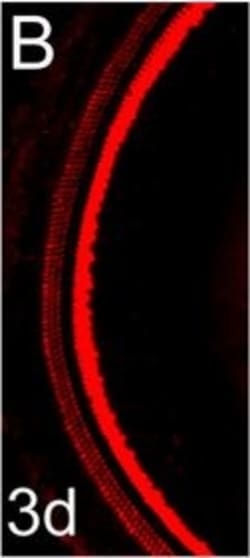 Invitrogen Donkey anti-Rabbit IgG (H+L) Highly Cross-Adsorbed Secondary