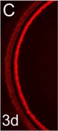 Invitrogen Donkey anti-Rabbit IgG (H+L) Highly Cross-Adsorbed Secondary