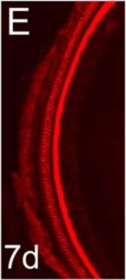 Invitrogen Donkey anti-Rabbit IgG (H+L) Highly Cross-Adsorbed Secondary