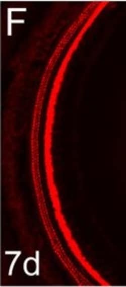 Invitrogen Donkey anti-Rabbit IgG (H+L) Highly Cross-Adsorbed Secondary