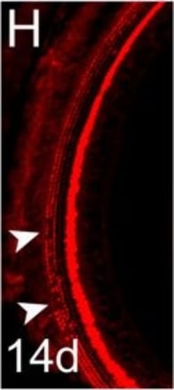 Invitrogen Donkey anti-Rabbit IgG (H+L) Highly Cross-Adsorbed Secondary