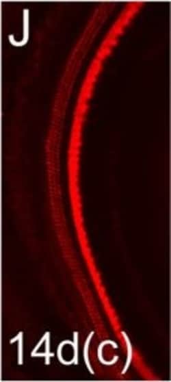 Invitrogen Donkey anti-Rabbit IgG (H+L) Highly Cross-Adsorbed Secondary