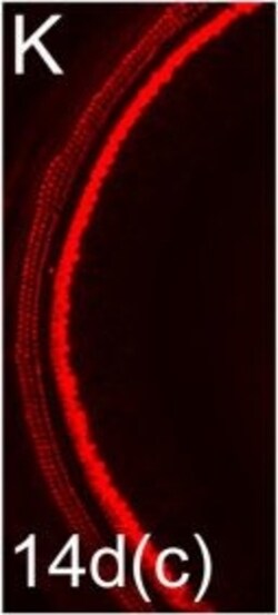 Invitrogen Donkey anti-Rabbit IgG (H+L) Highly Cross-Adsorbed Secondary