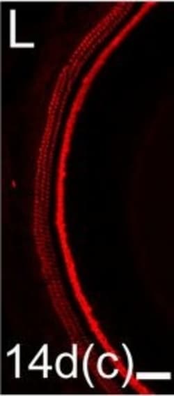 Invitrogen Donkey anti-Rabbit IgG (H+L) Highly Cross-Adsorbed Secondary