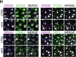 Invitrogen&trade;&nbsp;Donkey anti-Goat IgG (H+L) Cross-Adsorbed Secondary Antibody, Alexa Fluor&trade; 546