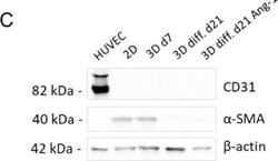 Invitrogen&trade;&nbsp;Goat anti-Rabbit IgG (H+L) Secondary Antibody, HRP