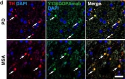 Invitrogen Goat anti-Mouse IgG (H+L) Cross-Adsorbed Secondary Antibody,